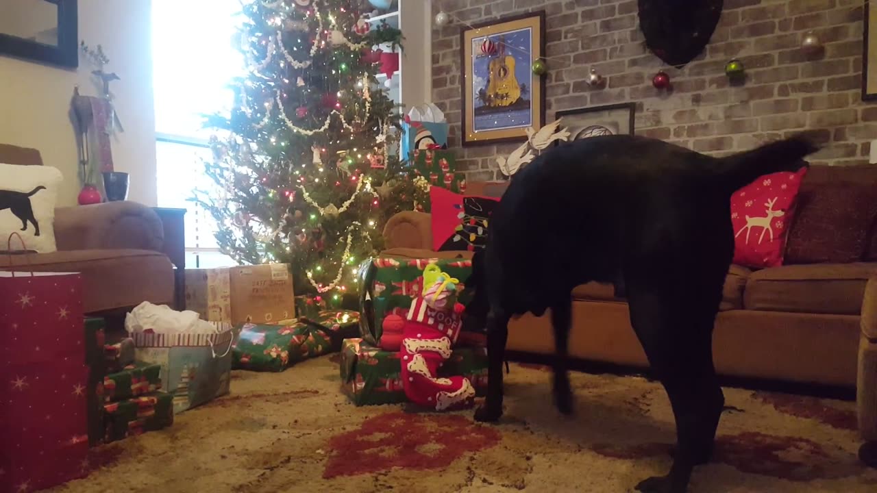Riley Christmas 2018