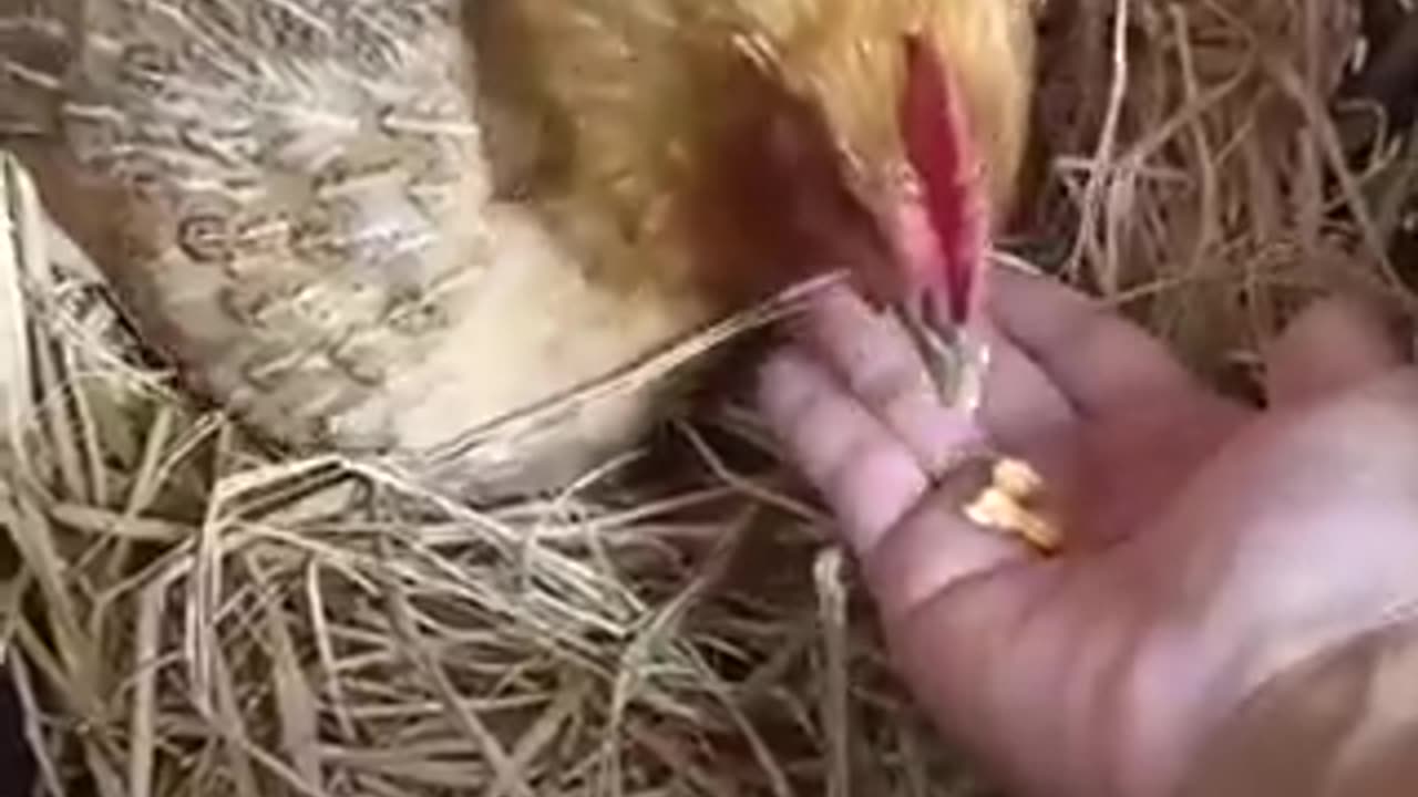 Payments before the Lydians | funny video | crazy clips