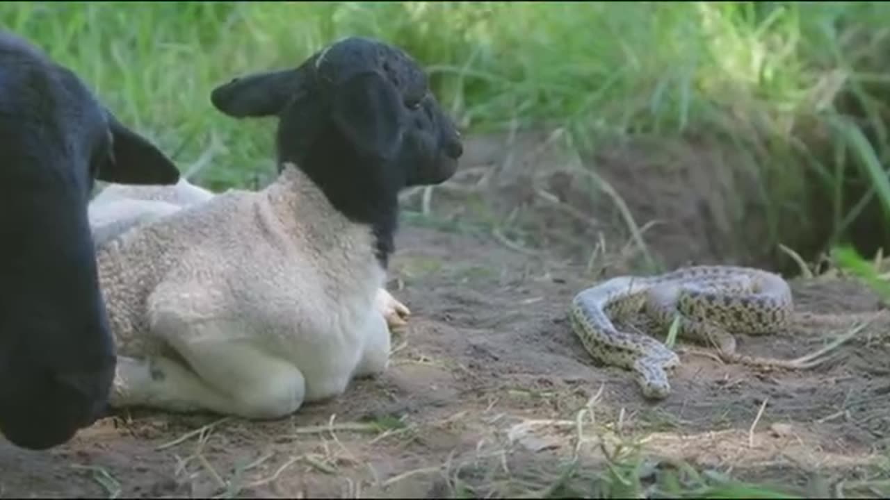 Biggest little farm (2018)