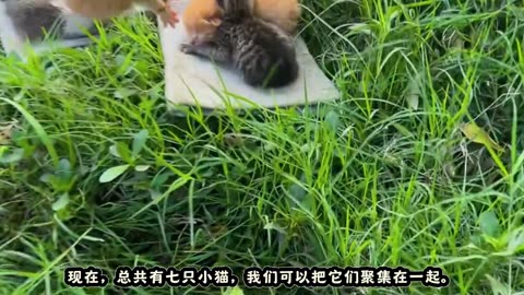 gentle creature cleaned and fed in bamboo shelter