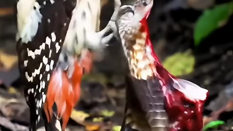 The woodpecker pecked the cobra snake to death, causing it to spill out.