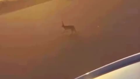 “Giant Bird 🦅 vs Deer 🦌 – প্রকৃতির অদ্ভুত দৃশ্য!”