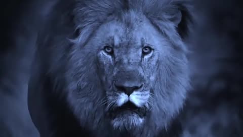 Lion Attitude video #shortsfeed #trending #viral