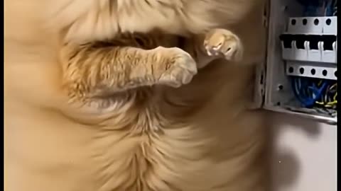 Funny Cat Videos 🤣🤣🤣