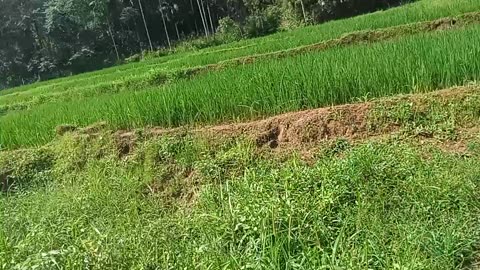 Walking on the green eco way 💚😍