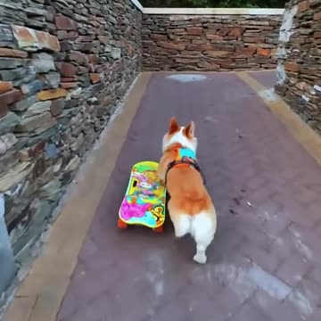 Professional Dog Skater 🐾🛹 | The Most Talented Pup on Wheels!