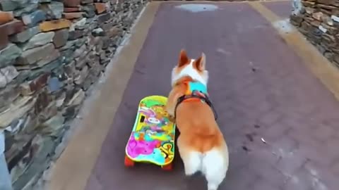 Professional Dog Skater 🐾🛹 | The Most Talented Pup on Wheels!