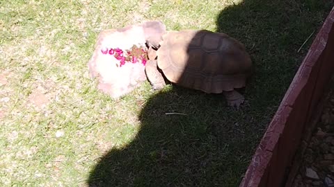 Oreo