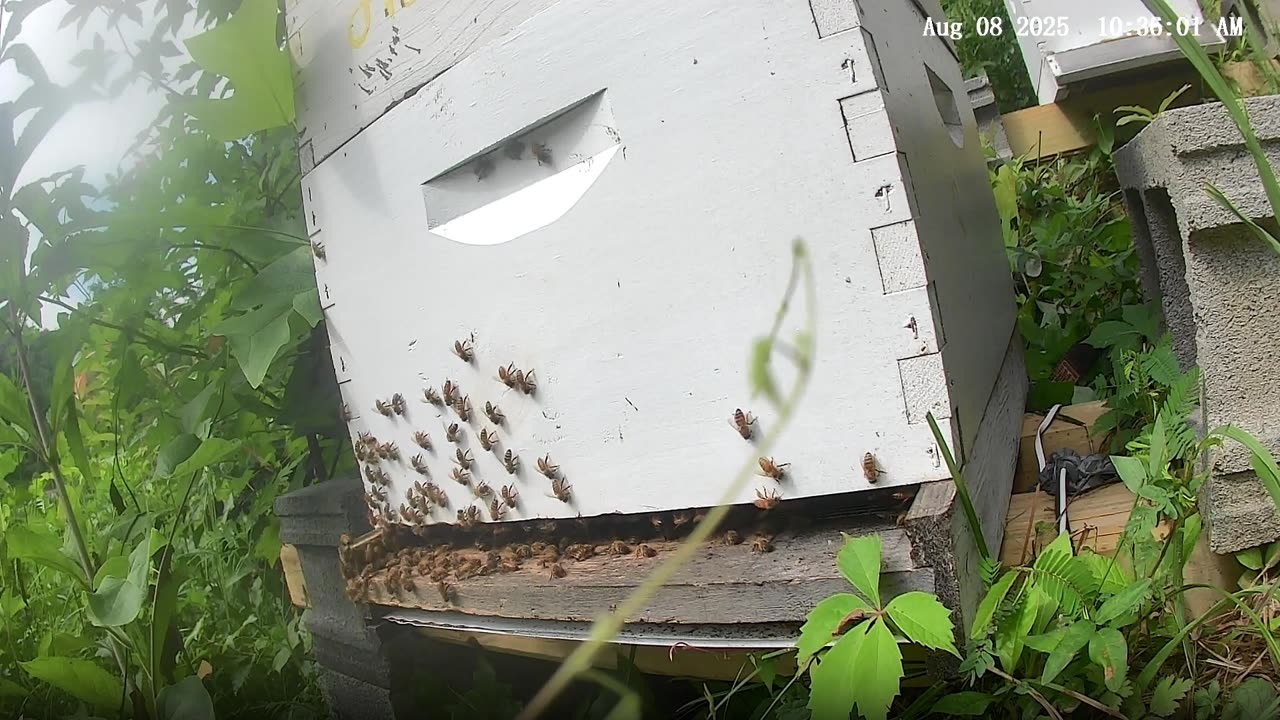 Bees on a Friday Morning