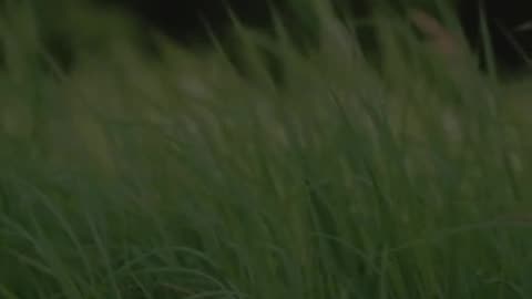 🙏🕊️ Prayer & Worship | Glorify God and Jesus Today | InGodWeTrustDaily