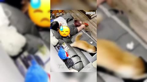 You_Laugh_You_Lose_😅_Best_Funny_Cats_Videos