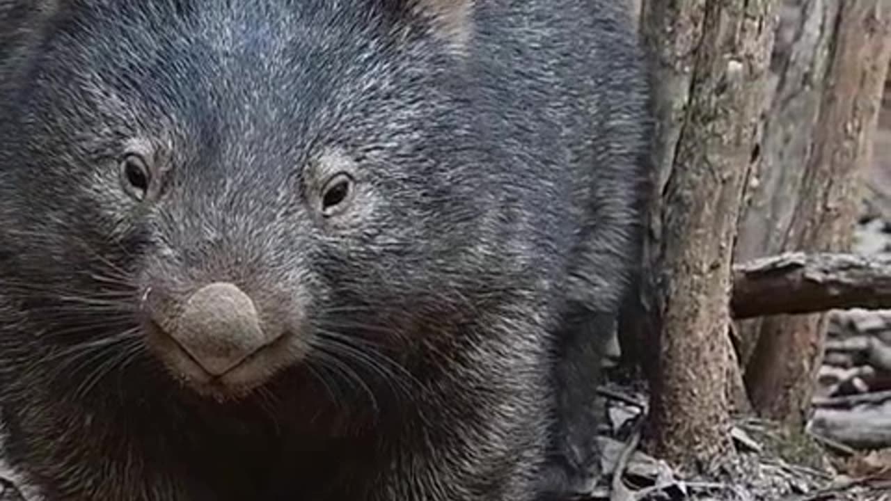 Tudo Entreguei ao Senhor.mp4