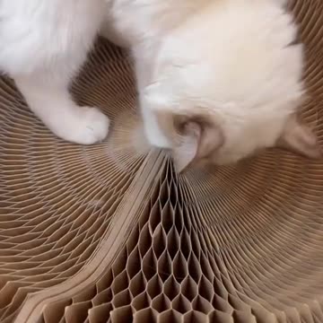Magic Cat Bed Scratching Board Interactive Cat Toy