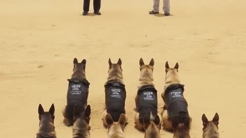 Training camp German Shepard, fun, and we are ready !