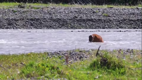 Newborn Bison Calf Swims Across Lamar River