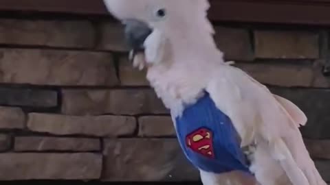 the coolest parrot dancing to the beat you won’t believe these moves!