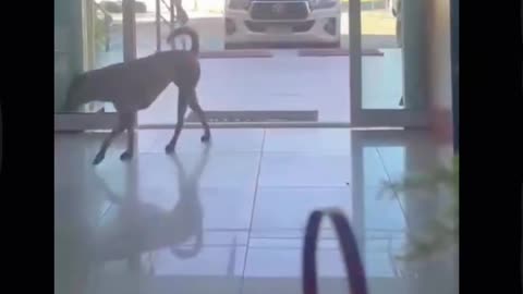 Mira como este cachorro abre la puerta