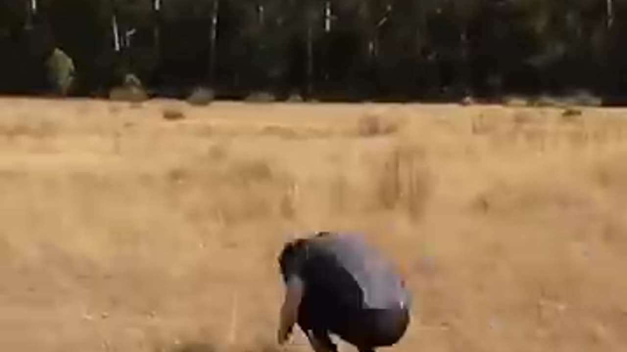 If Animals Did Parkour 😂 Part 2