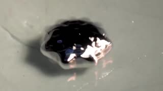 Observe how sound and frequency change the shape of mercury