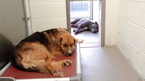Elf-black 5y A857753 Tonka-on bed 1y A848484 kennel 224 harrys haven PACC shelter lounging2025924477