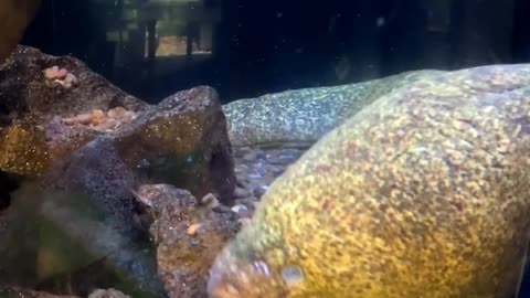 California Moray ell at Living Coast Discovery Center in San Diego