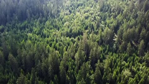 Indie Lofi Chamber Sound