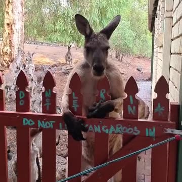 Kangaroo wants to forcefully come into pub 😂😂😂