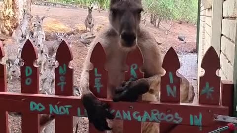 Kangaroo wants to forcefully come into pub 😂😂😂