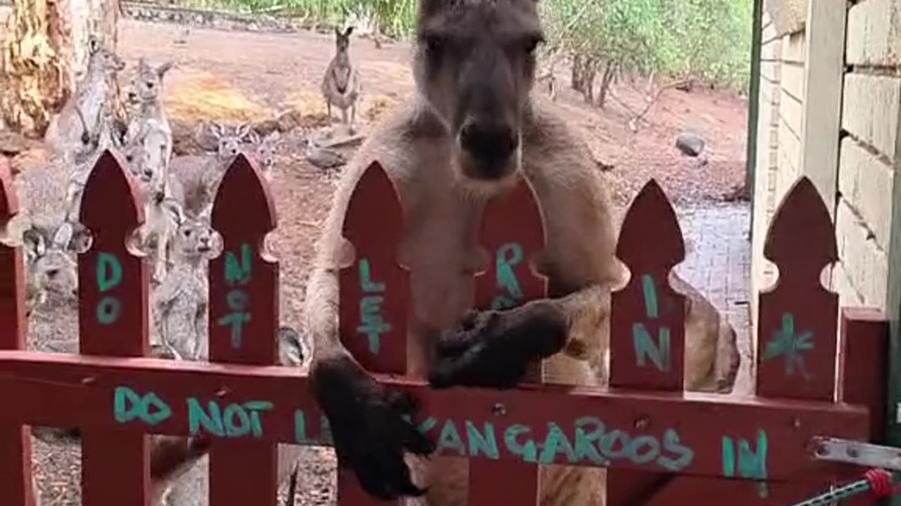 Kangaroo wants to forcefully come into pub 😂😂😂
