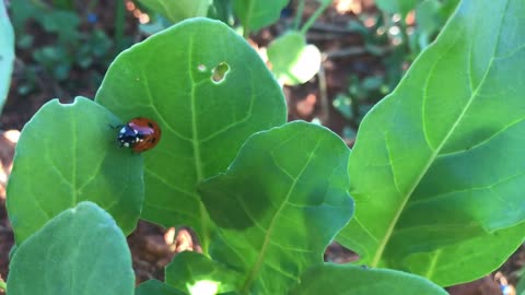 Ladybird on arugula