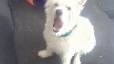 dog