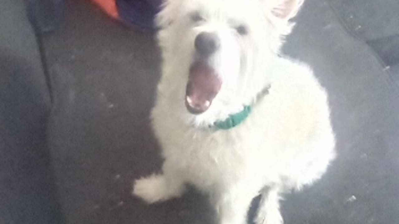 dog