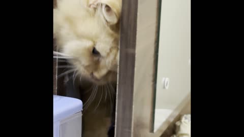 Hide Away Kitty