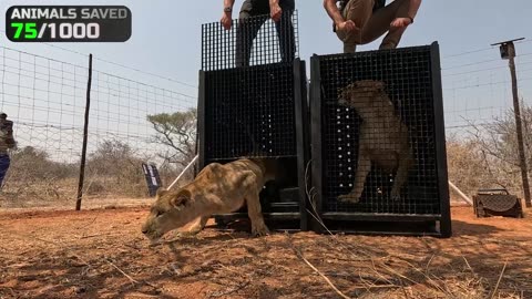 I Saved 1,000 Animals From Dying | Heartwarming Rescue Story | Animal Shelter Hero