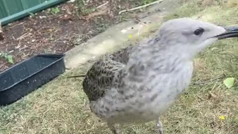 😍🦢 The Cutest Baby Seagulls You'll See Today! | FunFM
