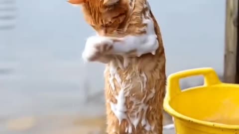 This cat is really smart, he can take a bath.