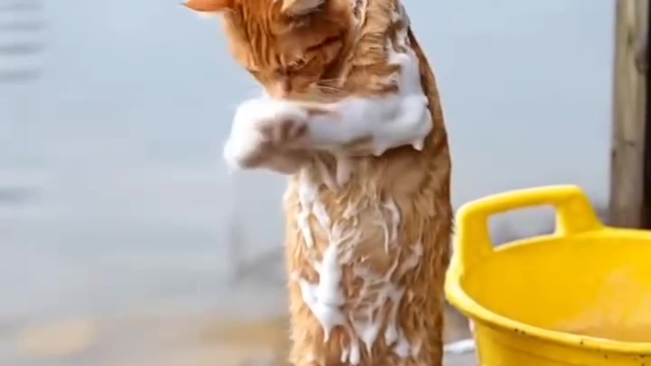 This cat is really smart, he can take a bath.
