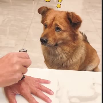 "This Dog Is Savage – Poor Dad Got Owned! 🤣🐾"