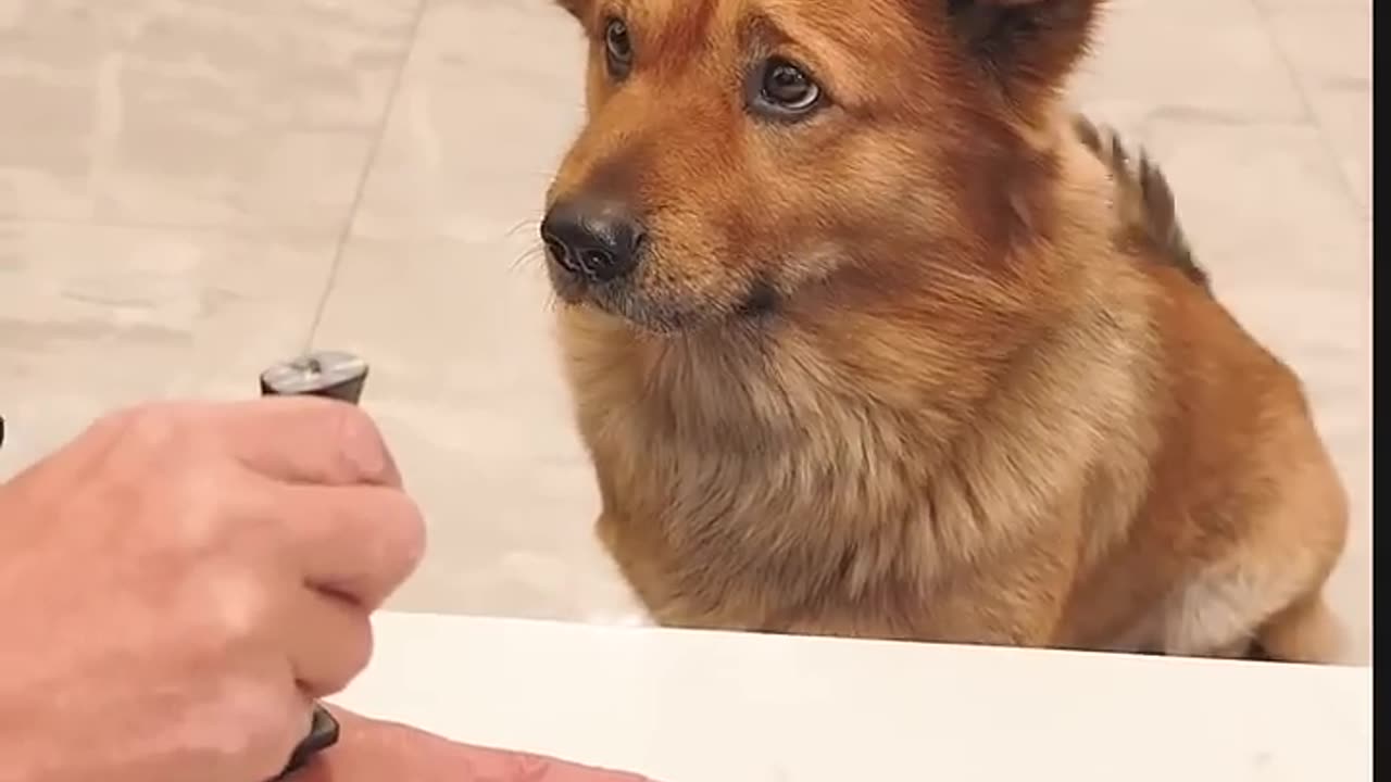 "This Dog Is Savage – Poor Dad Got Owned! 🤣🐾"