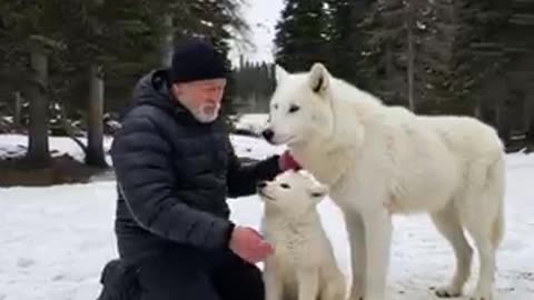 Animal