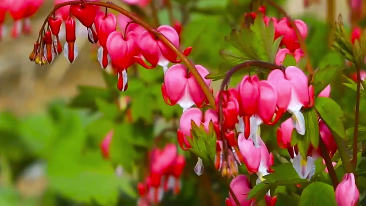 Heart Meditations of Serenity