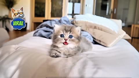"Adorable Kitten Moments