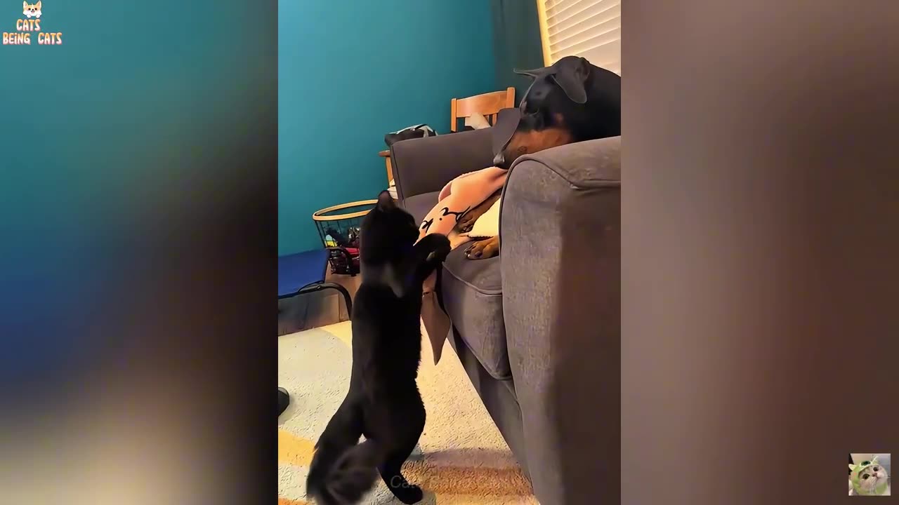 Funny CATS Videos Compilation😺 You Can't Stop Laughing!