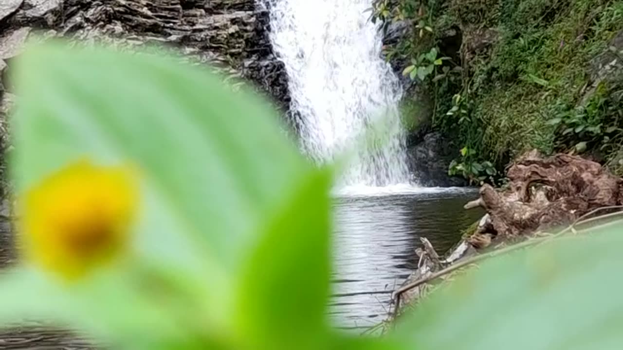 How Animals Survive in the Wild