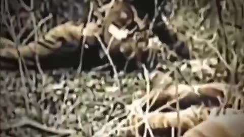 Millions of White men, woman and children slaughtered by the Jews!