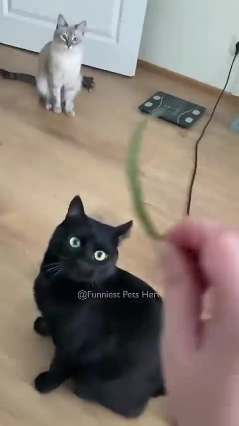 Funniest Cats And Dogs videos funny animals cute animals