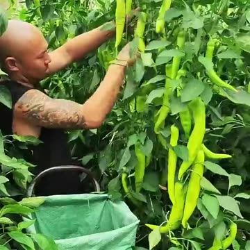 Beautiful Fresh Peppers #satisfying #agriculture