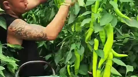 Beautiful Fresh Peppers #satisfying #agriculture