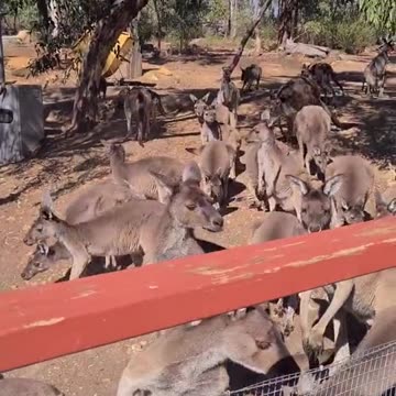 Kangaroo diaries only in Australia 🇦🇺