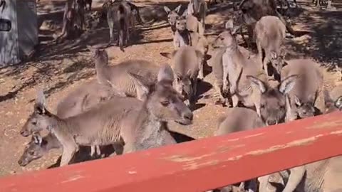 Kangaroo diaries only in Australia 🇦🇺